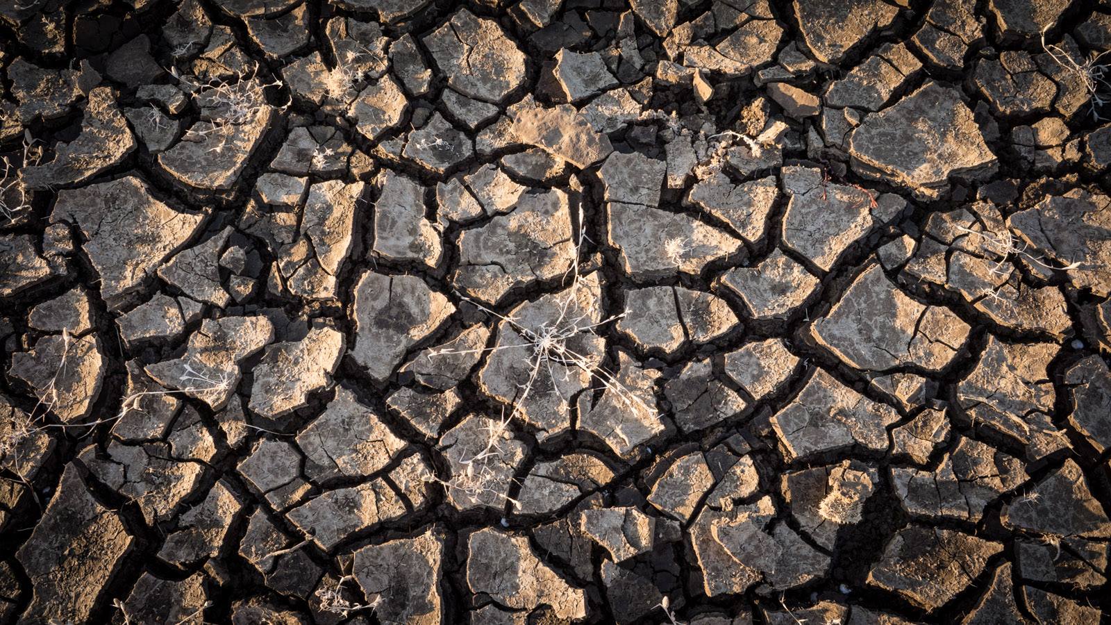 Cracked, dry soil in San Luis Reservoir, January 2014. Photo courtesy of Jason Liske.