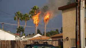 Palm trees in San Diego burst into flames after being struck by lightning during a wild thunderstorm in midst of record heat wave. Photo by Kit Corey.