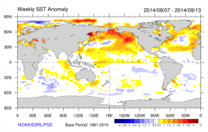 "The Blob"--the prominent region of extremely high SST anomalies in the North Pacific region--has now persisted for a full year. (NOAA/ESRL/PSD)
